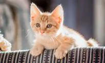2-Pound Kittens Ready for Vaccinations
