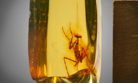 This Perfectly Preserved Praying Mantis Trapped in Fossilized Amber Is 30 Million Years Old