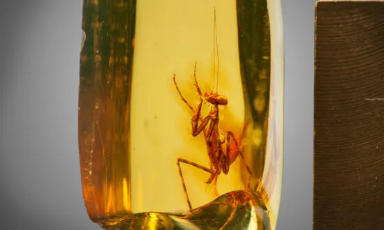 This Perfectly Preserved Praying Mantis Trapped in Fossilized Amber Is 30 Million Years Old