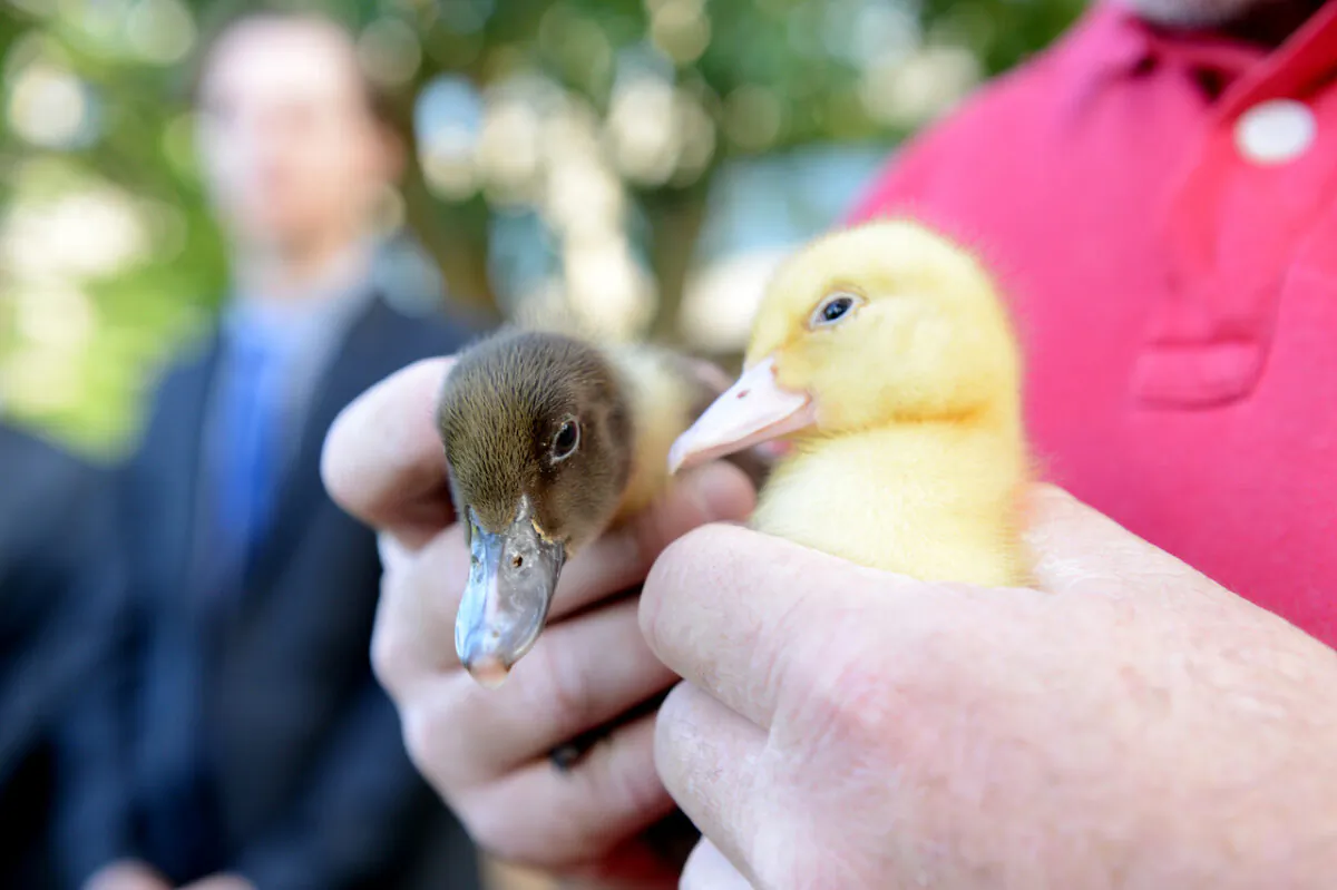 Ducks at a press conference held by Opposition Leader, John Robertson in Sydney, Jun. 1, 2012. (AAP Image/Tracey Nearmy)