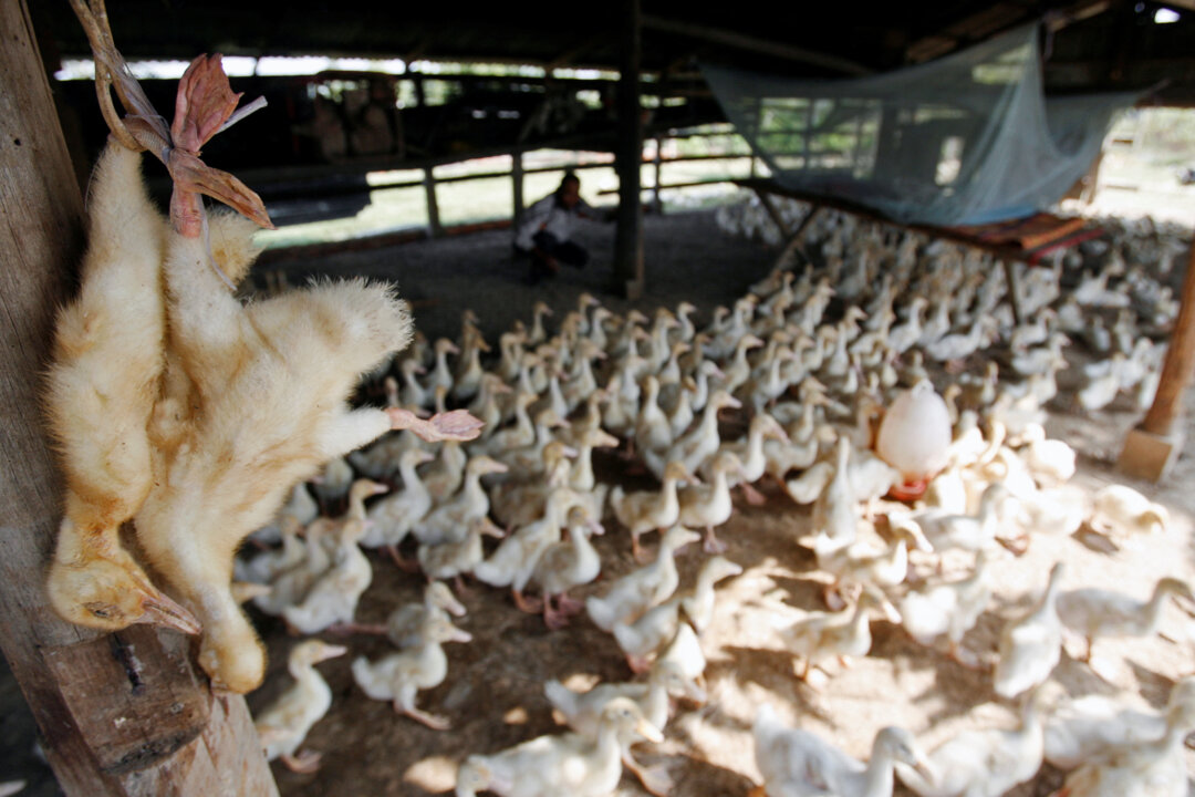 Dead ducks are hung at a farm in the outskirts of Phnom Penh, Cambodia, on Dec. 17, 2008. (Chor Sokunthea/Reuters)
