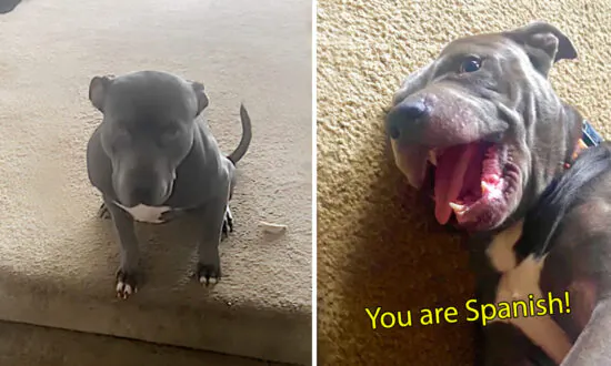 Woman Confused Why Rescue Dog Won’t Obey Commands—Realizes He Understands Spanish: VIDEO