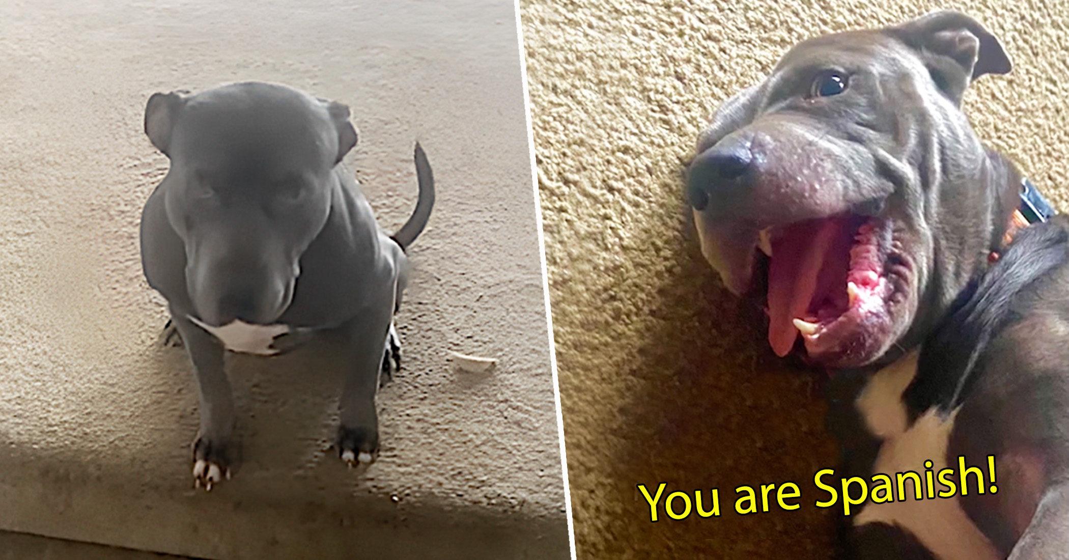NextImg:Woman confused why rescue dog won’t obey commands—realizes he’s Spanish: VIDEO