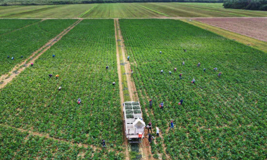 Biden Admin U-Turns on Ban of Pesticide Linked to Learning Disabilities, Behavioral Disorder in Kids