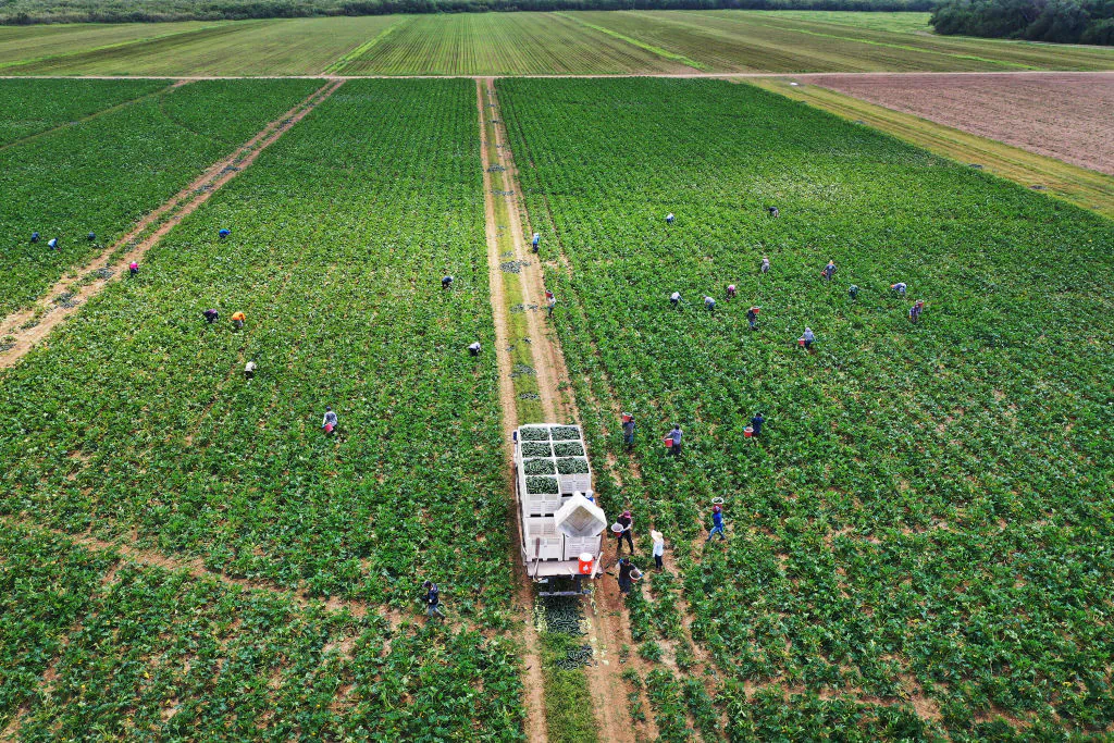 An aerial view of a farm in Florida City, Fla., on Apr. 1, 2020. (Joe Raedle/Getty Images)