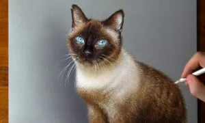 In Loving Memory of Violetta (2010–2022) | Marcello Barenghi