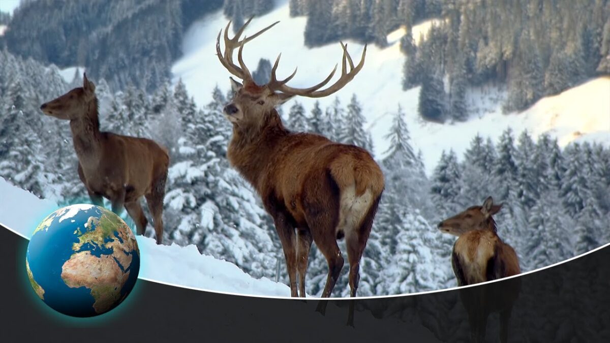 NextImg:Christmas Winter Wonderland: How Animals Survive the Winter