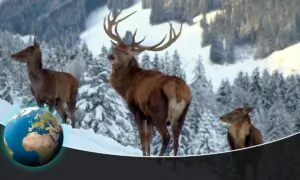 Christmas Winter Wonderland: How Animals Survive the Winter
