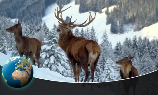 Christmas Winter Wonderland: How Animals Survive the Winter