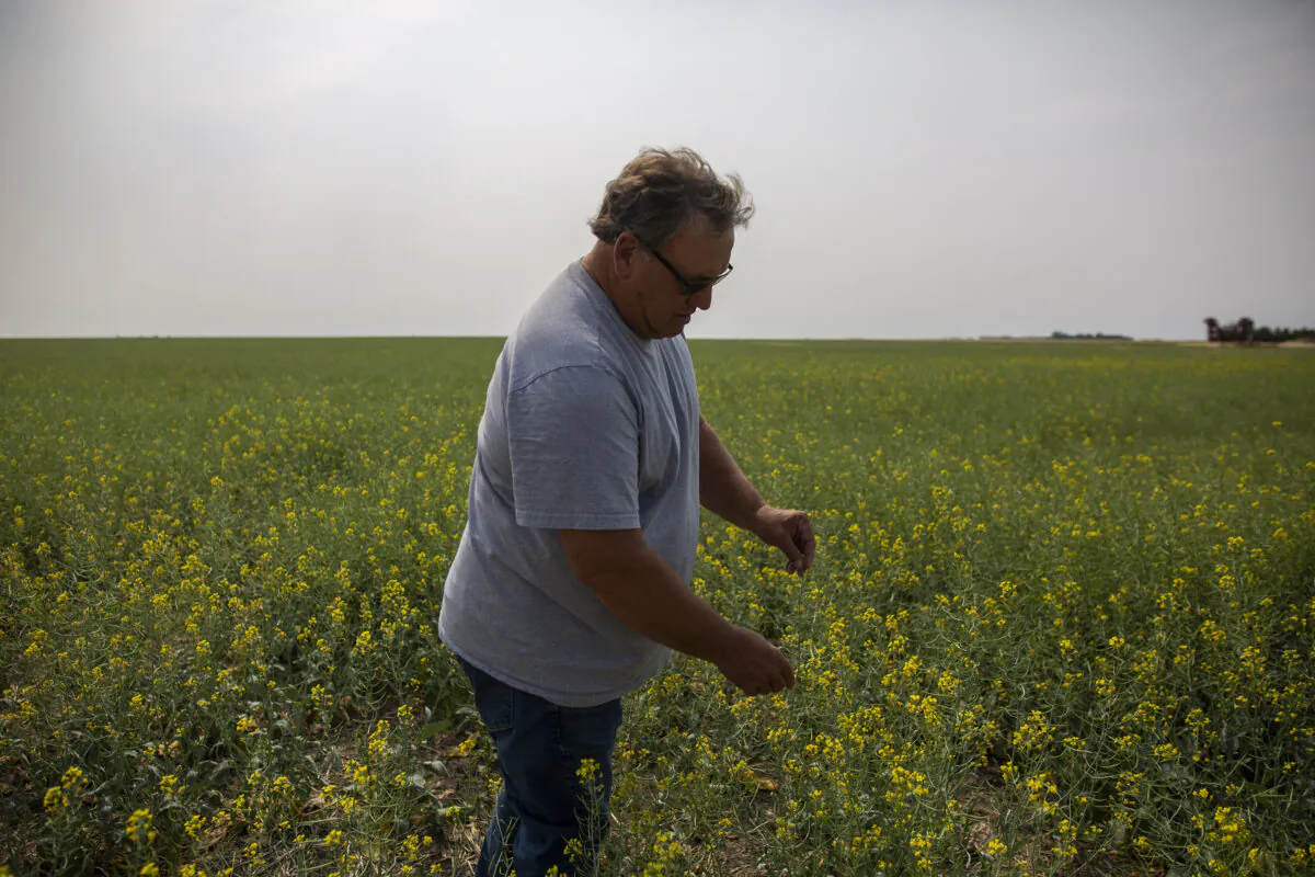 Farmer and Agricultural Producers Association of Saskatchewan President Todd Lewis inspects canola at his farm near Gray, Sask., on July 29, 2021. (Kayle Neis/The Canadian Press)