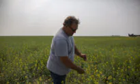 Pesticide Ban Could Lead to Crop Failure, Higher Food Prices: Alberta Ag Minister