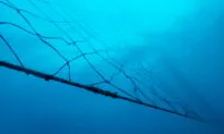 Argentine Fishermen Find Remains of Missing Man Inside Shark