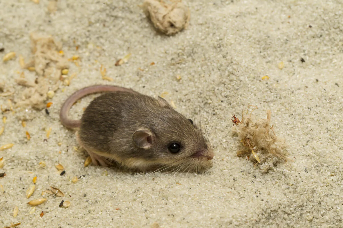 "Pat," a Pacific pocket mouse located at the San Diego Zoo Safari Park was recognized as the oldest living mouse by the Guinness World Records on Feb. 8, 2023. (Courtesy of the San Diego Zoo Wildlife Alliance)