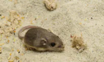 San Diego Zoo’s Mouse Sets Guinness World Record for Longest Lifespan