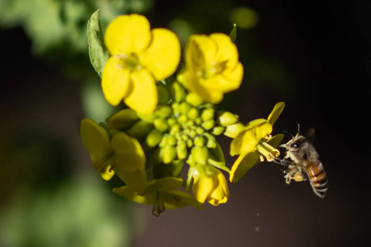 A bee is carrying pollen from rape blossoms in Miura city of Kanagawa Prefecture, Japan, on Feb. 27, 2023. (Philip Fong/AFP via Getty Images)