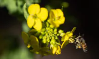 Investigation of Powder in Air Reveals It Was Pollen