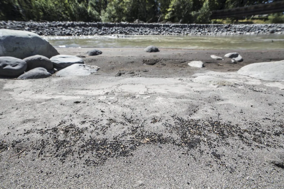 Pieces of rubber from Astroturf used in a retrofit of Electron Hydropower Project are found on the banks of the Puyallup River 14 miles down from the dam. (Steve Ringman/The Seattle Times via AP)