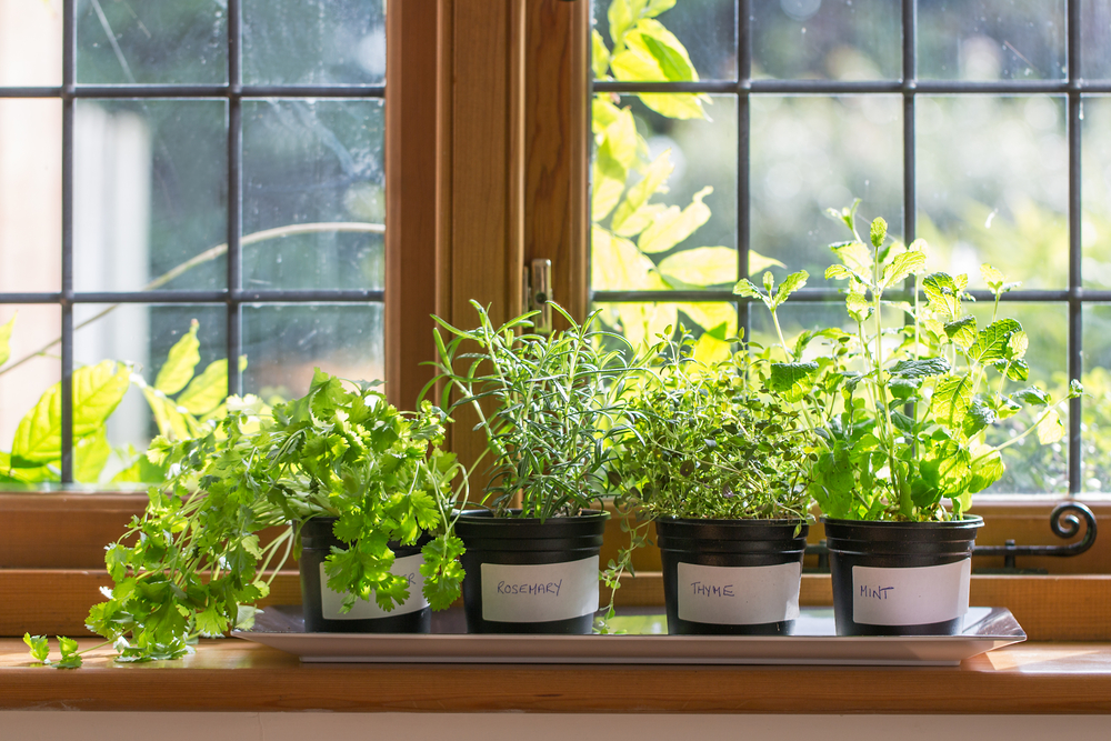 NextImg:Perfectly Seasoned Living: Herb Gardening 101