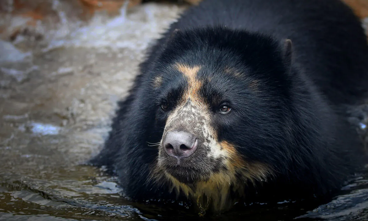 (Courtesy of Saint Louis Zoo)
