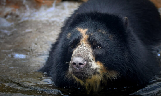Andean Bear Escapes St. Louis Zoo for Second Time in One Month—Despite Keepers’ Beefed-Up Security