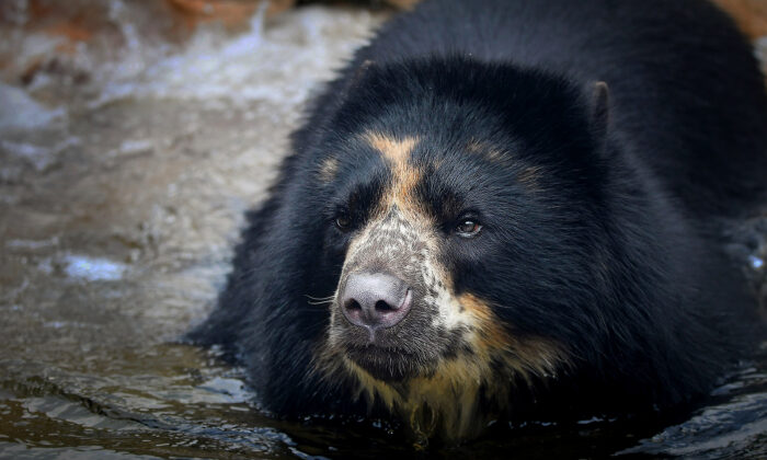 Andean Bear Escapes St. Louis Zoo 2nd Time in 1 Month—Despite Keepers’ Beefed-Up Security