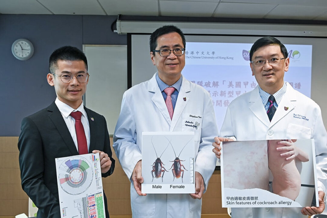 CU Medicine’s research team unravels the world’s most comprehensive genome profile for the American cockroach and identifies seven novel cockroach allergens, laying important foundations for identifying and cloning major cockroach allergens and facilitating the design of effective immunotherapy for cockroach allergy. (L-R) Dr. Xiong Qing, Postdoctoral Fellow, and Professor Stephen Tsui, Professor, both in the School of Biomedical Sciences; and Professor Leung Ting-fan, Professor in the Department of Paediatrics; at CU Medicine. (Sung Pi-Lung/The Epoch Times)