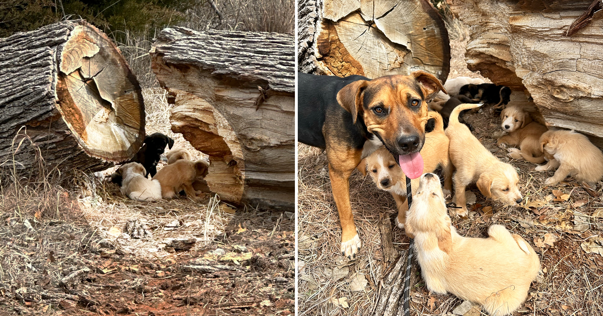 NextImg:Mama dog runs up to a woman in a parking lot and leads her to a fallen log with 16 puppies behind