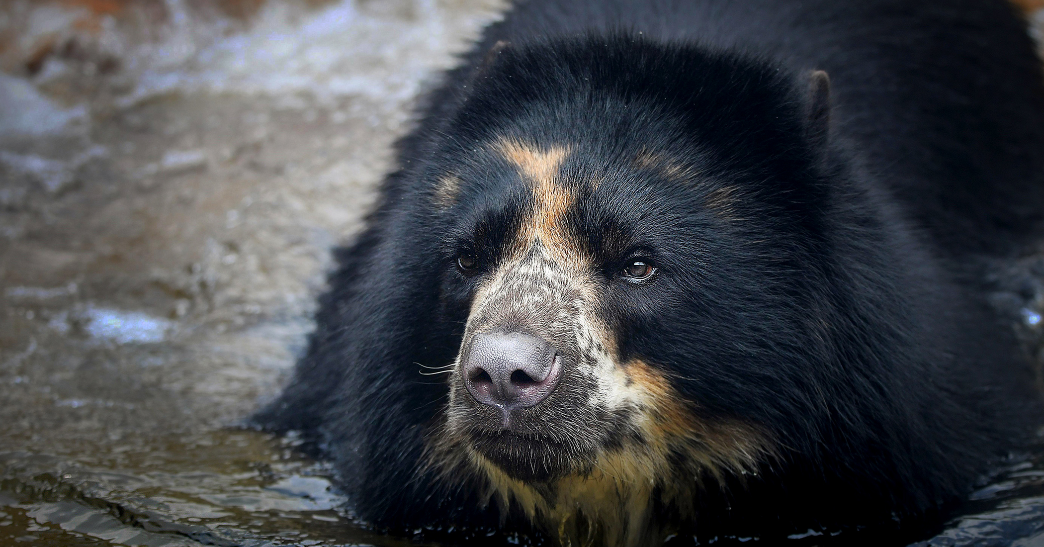 NextImg:Andean bear escapes St. Louis Zoo for second time in one month—despite keepers' beefed-up security