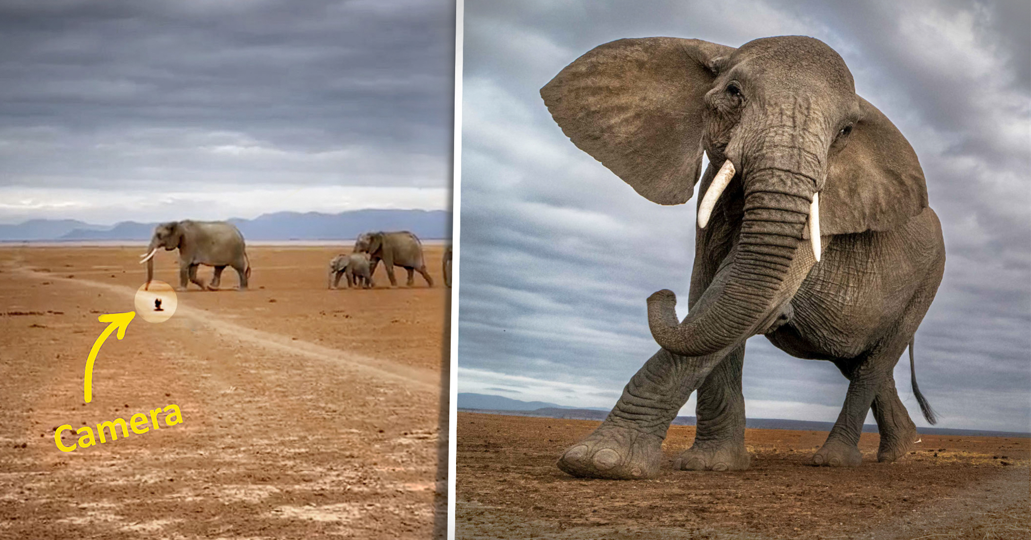 NextImg:Photographer risks camera to capture herd of elephants up close—and they lumber so close it's scary