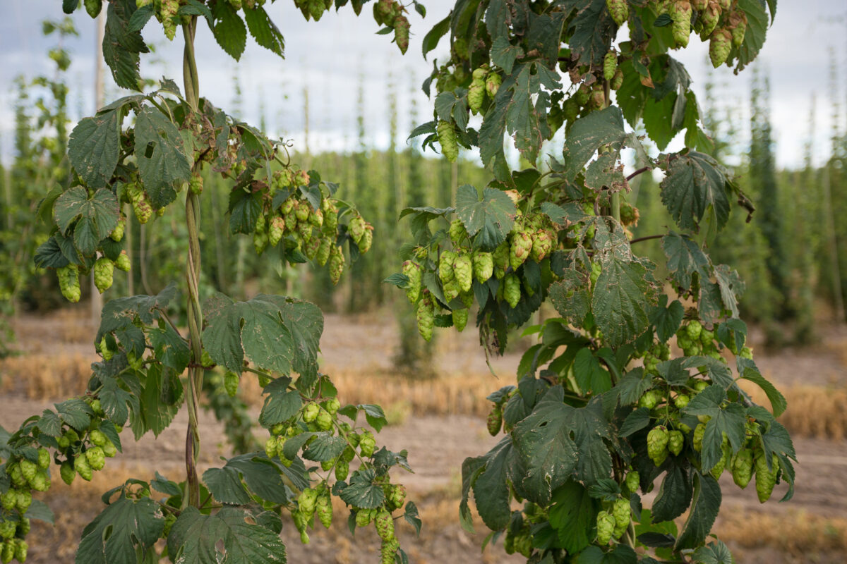 NextImg:A Colorado Hop Farm Is the First Grower Outside the Pacific Northwest to Win This Award