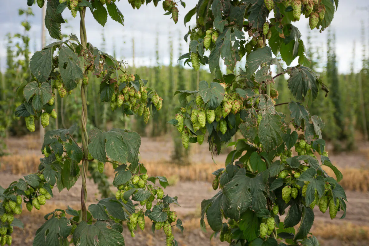 About 99% of hops grown last year in the United States come from Washington, Idaho and Oregon, according to the Hop Growers of America. (Dreamstime/TNS)