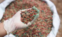 Fertilizer 101: Giving Your Plants a Proper Diet