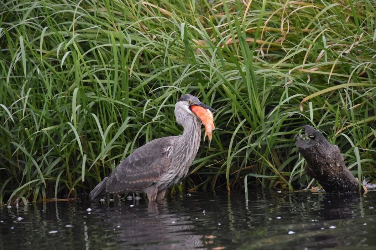 A heron is shown with a goldfish in its beak in Burnaby Lake in Burnaby, B.C. in this handout image. (The Canadian Press/HO-Matthew Syvenky)