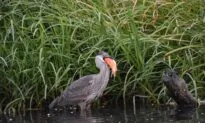 Up to the Gills in Goldfish: Large Invasive Fish a Problem in BC Waters: Expert