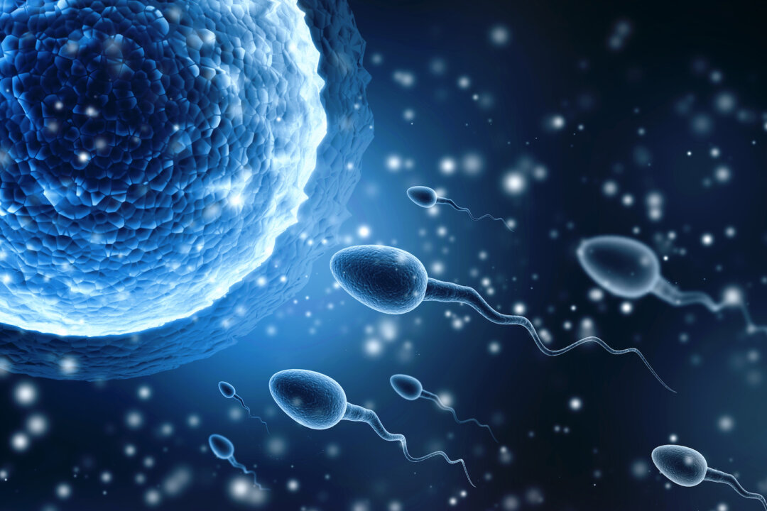 Human sperm and egg cell in a 3D illustration. (Shutterstock)