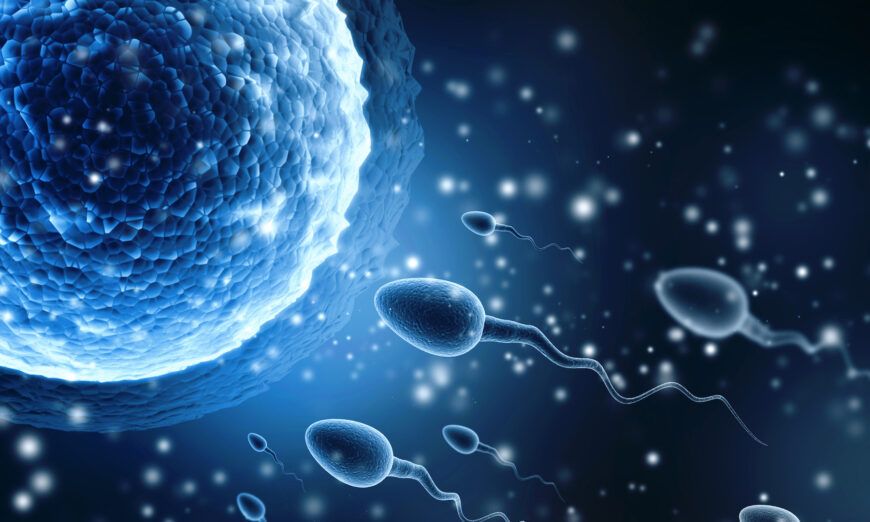 Human sperm and egg cell in a 3D illustration. (Shutterstock)