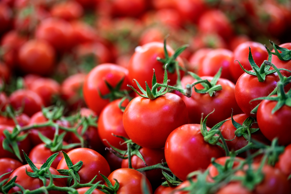NextImg:A Tomato for Every Garden