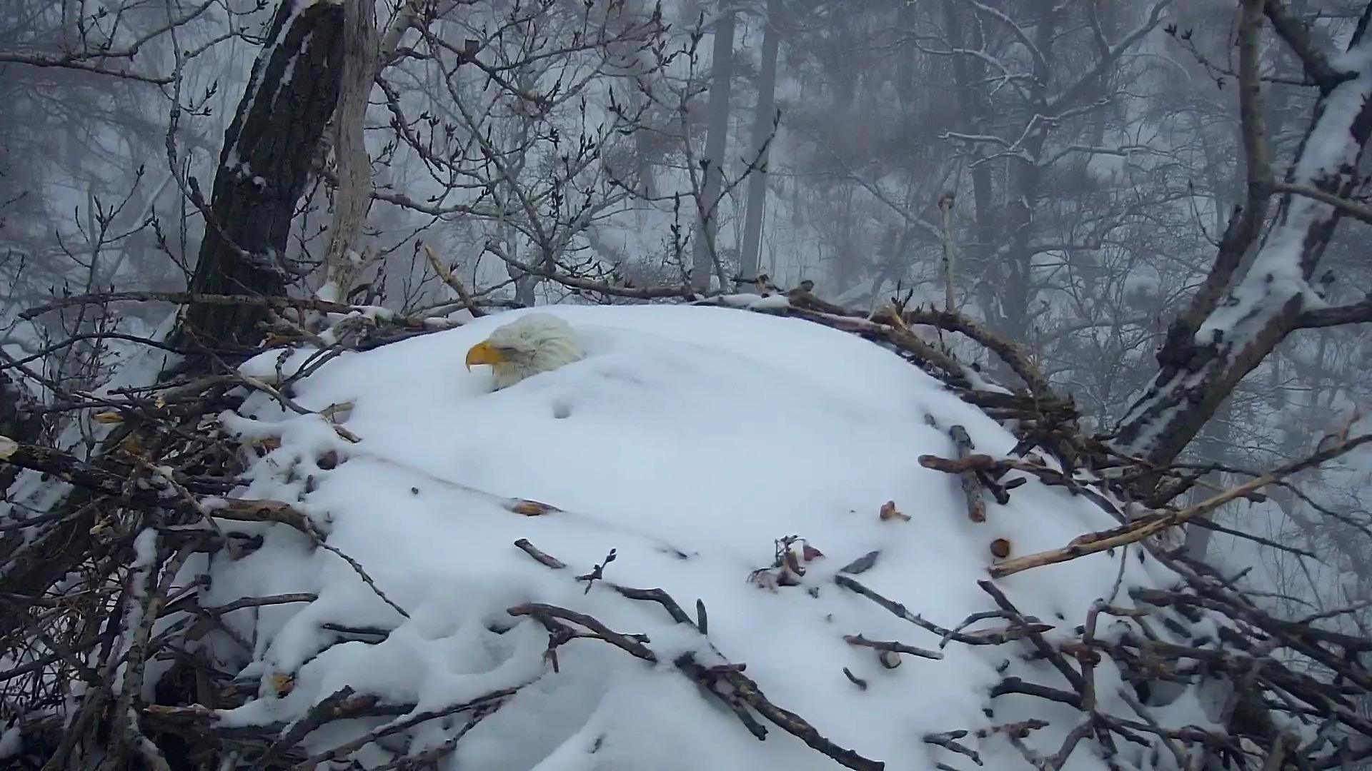 Webcam Captures Mama Bald Eagle Who Won’t Leave Nest Covered in Over Foot of Snow After Winter Storm