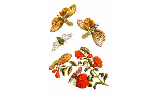 Illusions of Beauty and Status: Clara Dillingham Pierson’s Short Story for Children ‘The Night Moth With a Crooked Feeler’