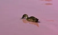 Ducks Culled as Flu Hits Sixth Victorian Farm