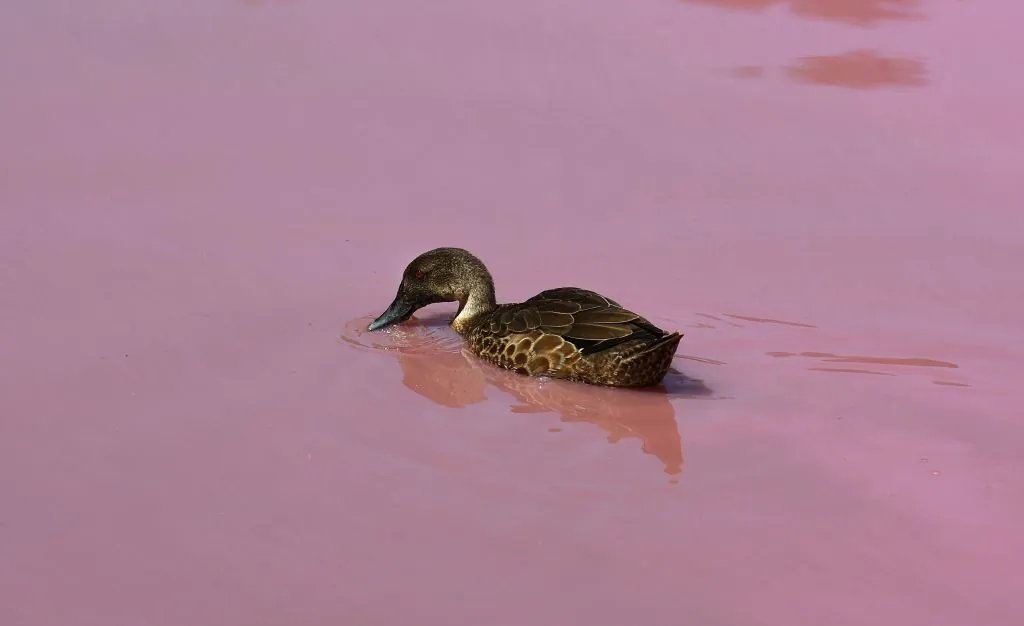 A duck swims on a lake in Melbourne on March 4, 2019. (Photo by WILLIAM WEST/AFP via Getty Images)