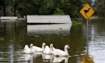 Aussie Vets Call on Victorian Government to Ban Duck Hunting