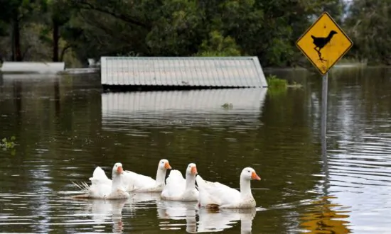 Aussie Vets Call on Victorian Government to Ban Duck Hunting