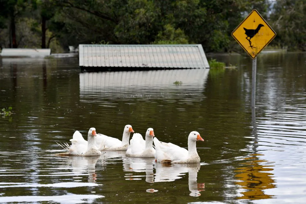 Ducks wade in floodwaters in Richmond, a suburb outside Sydney on March 25, 2021, as flood-stricken residents along Australia's east coast began a massive clean up effort following days of floods. (SAEED KHAN/AFP via Getty Images)