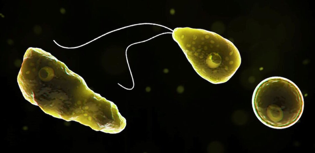 Naegleria fowleri, a brain-eating amoeba. (Courtesy of Centers for Disease Control and Prevention)