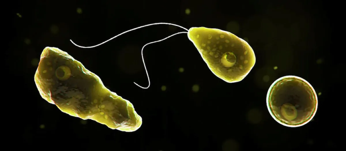 Naegleria fowleri, a brain-eating amoeba. (Courtesy of Centers for Disease Control and Prevention)