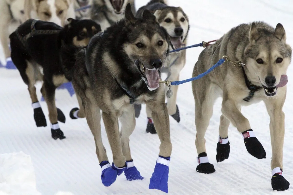 The lead dogs for musher Bailey Vitello of Milan, New Hampshire, run down Fourth Avenue during the Iditarod Trail Sled Dog Race's ceremonial start in downtown Anchorage, Alaska, on March 4, 2023. (Mark Thiessen/AP Photo)
