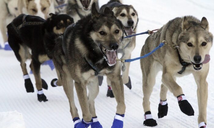 The lead dogs for musher Bailey Vitello of Milan, New Hampshire, run down Fourth Avenue during the Iditarod Trail Sled Dog Race's ceremonial start in downtown Anchorage, Alaska, on March 4, 2023. (Mark Thiessen/AP Photo)