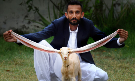 Goat Breeder Raises Kid With 2-Foot-Long Ears, Hits Up Guinness World Records to Create New Category