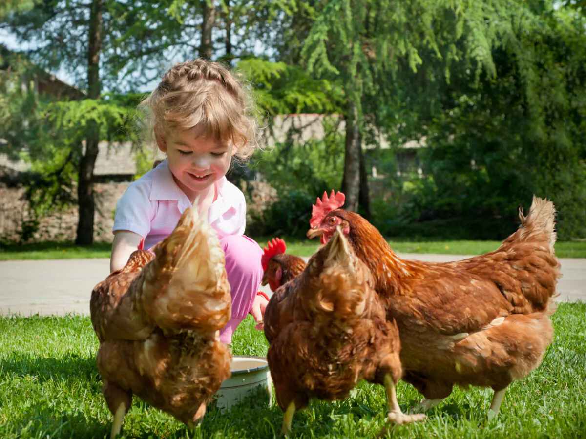 Chicken keeping has become more popular. (Fotokostic/Shutterstock)